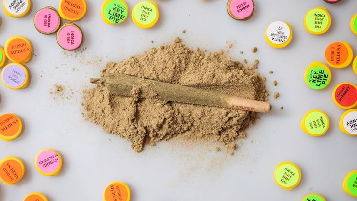 Our Blue and Green Tarantulas come in many many strains.