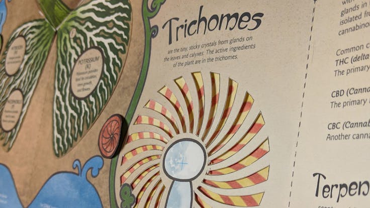 Detail from the Anatomy of Cannabis spread