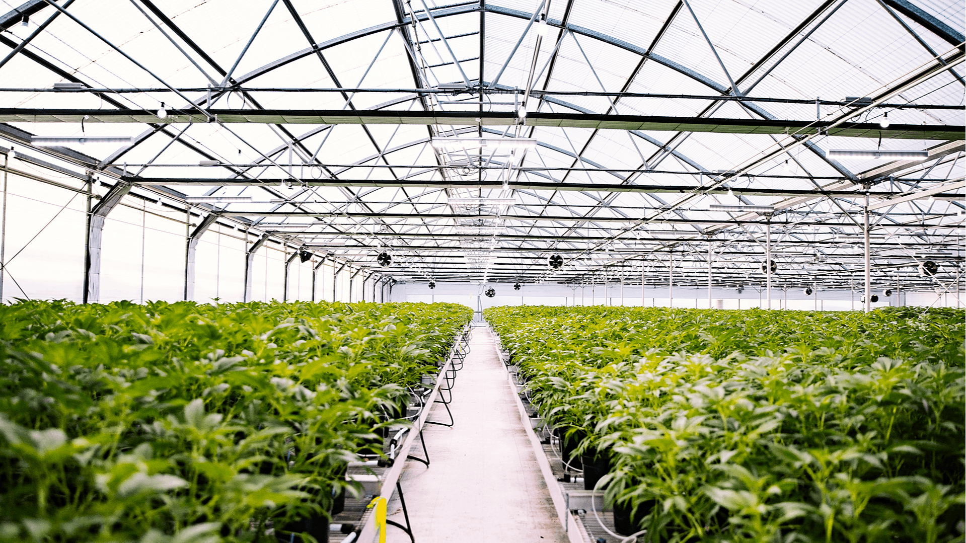 Glass House Farms Powered by the Sun. Grown by the Sea. Leafly