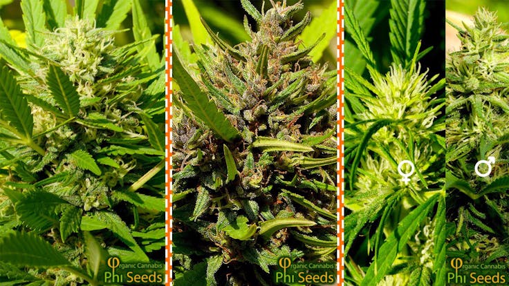 Phi #1 - Purple Lavender Hybrid - Skunk x Afghan F1