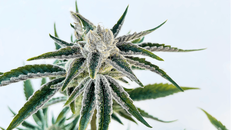 Orange Tree won "Best Sativa Flower" at the 2017 High Times SoCal Cannabis Cup.