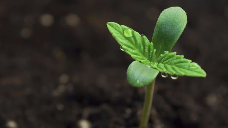 Growers Choice is proud to offer our customers an outstanding 90% Germination Guarantee