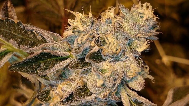 Girl Scout Cookie (Forum Cut)