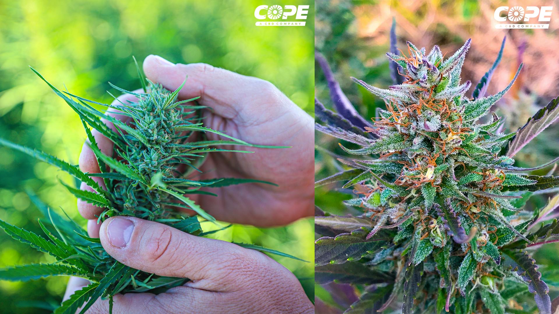 Cope CBD | Bulk Feminized CBD Seed | White Label | Extracts: Colorado's ...