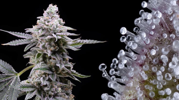 Clementina: Looking for a delightful citrus sativa hybrid? Look no further.