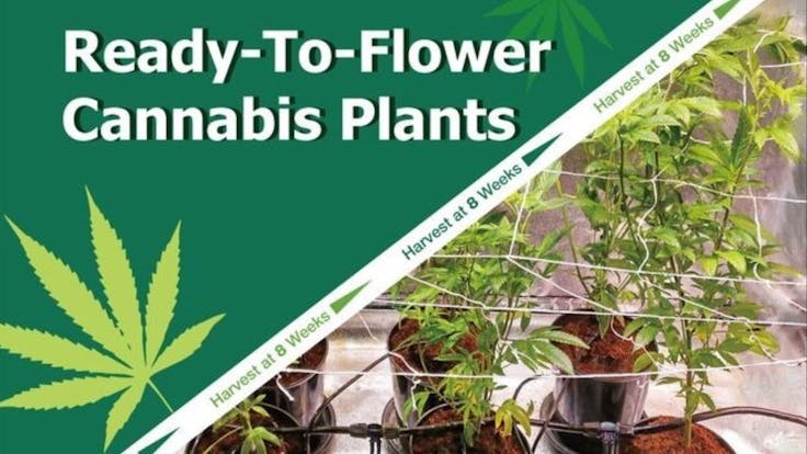 Receive a steady supply of ready-to-flower Cannabis plants after every grow cycle!