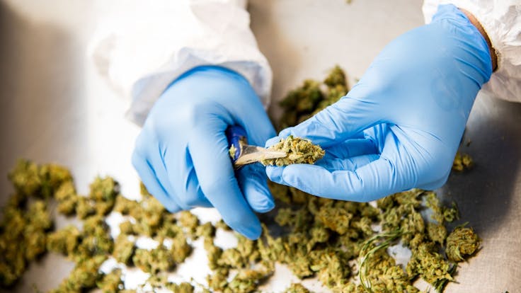 All Silverpeak flower is always hand-trimmed to perfection.