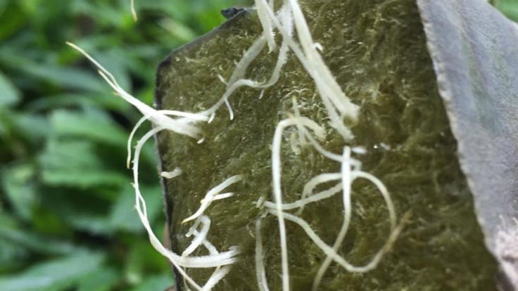 Strong Roots are Key