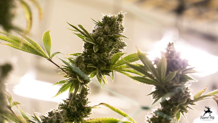 Quad Dawg, a farm favorite