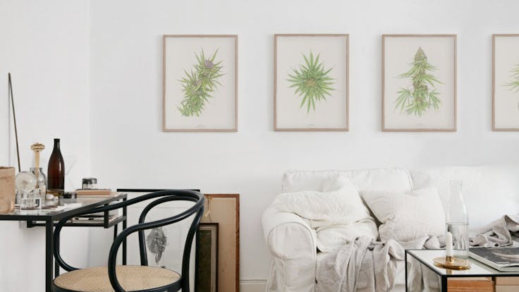 Botanical Illustration Prints