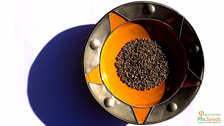 Organic Agfhan Cannabis Seeds