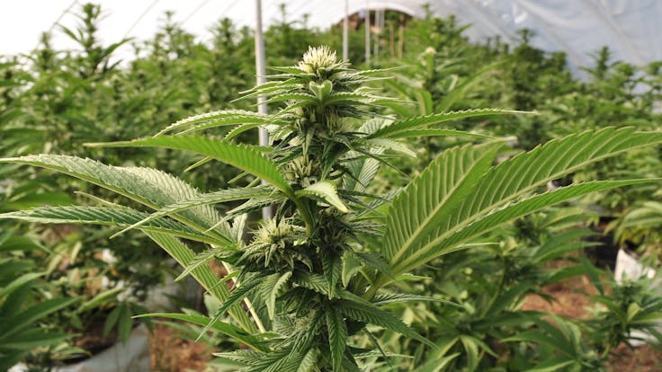 Evolution proves king for the Calihari Kush; an amazing drought tolerant cannabis cultivar