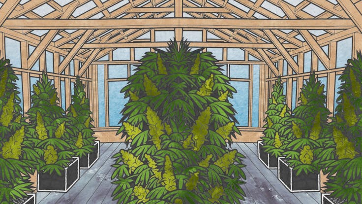 Background illustration from the Cannabis Cultivation spread