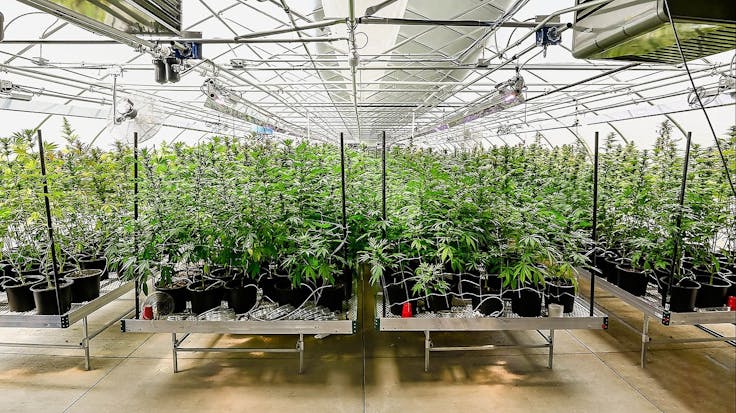 Homegrown with care and quality