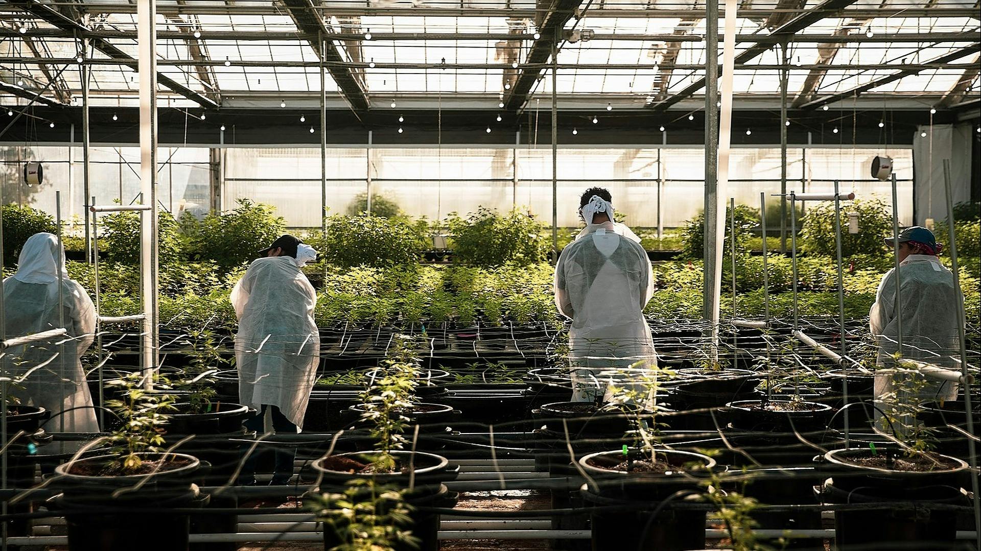 Glass House Farms Powered by the Sun. Grown by the Sea. Leafly