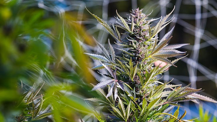 Jager flower at it's absolute harvest peak...find it at dispensaries throughout Oregon!