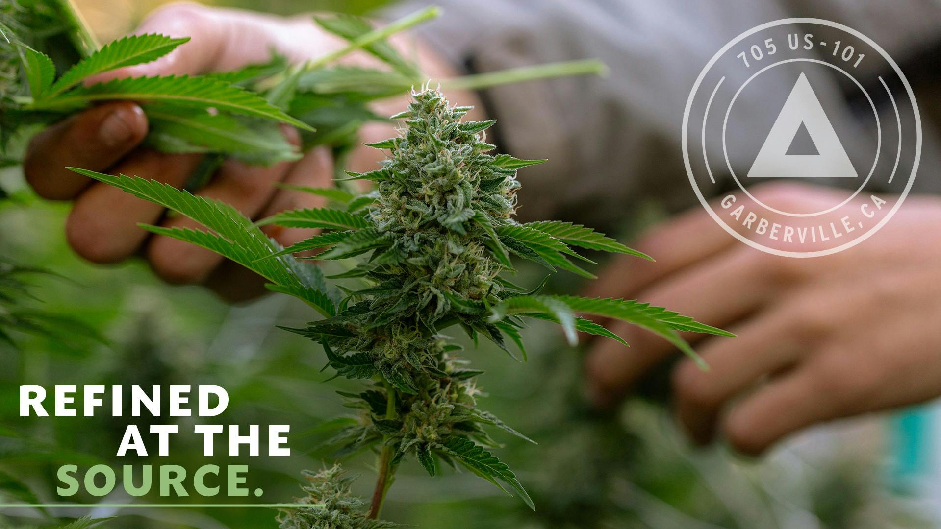 Standard Extracts Refined at the source. Leafly