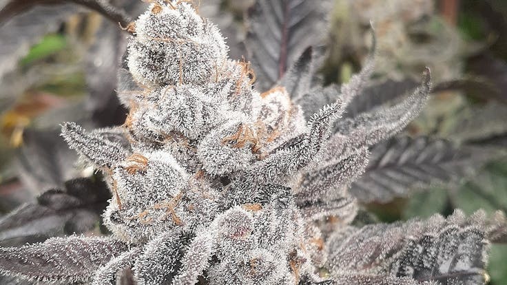 Elev8 Seeds: Bakers Fruit (Apple Fritter x Purple Cherry Cookies)