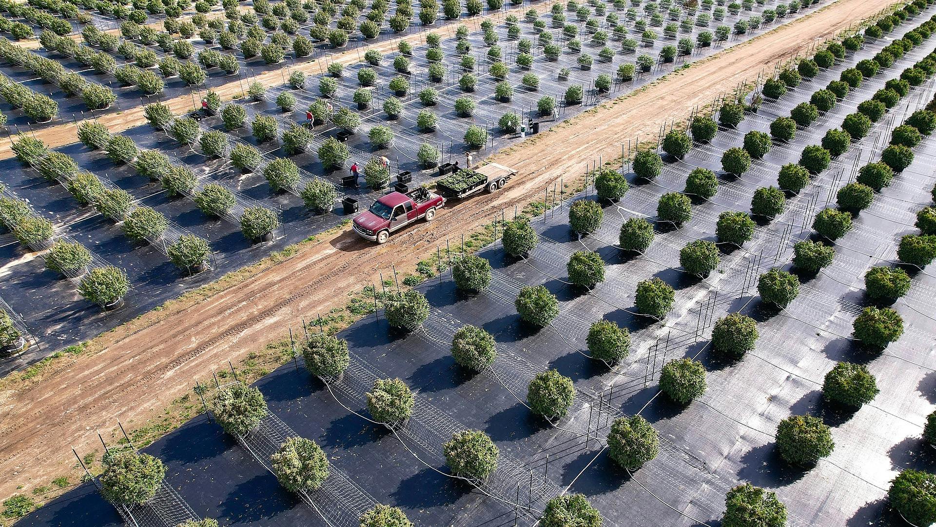 Farms Michigan Premium SunGrown Cannabis. Local Michigan