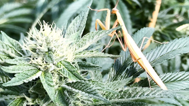 Ingratiated Pest Management