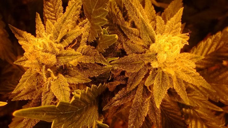 Tiger Beat ~ This CBD variety is known for its cherry aroma, along with its uplifting relief.