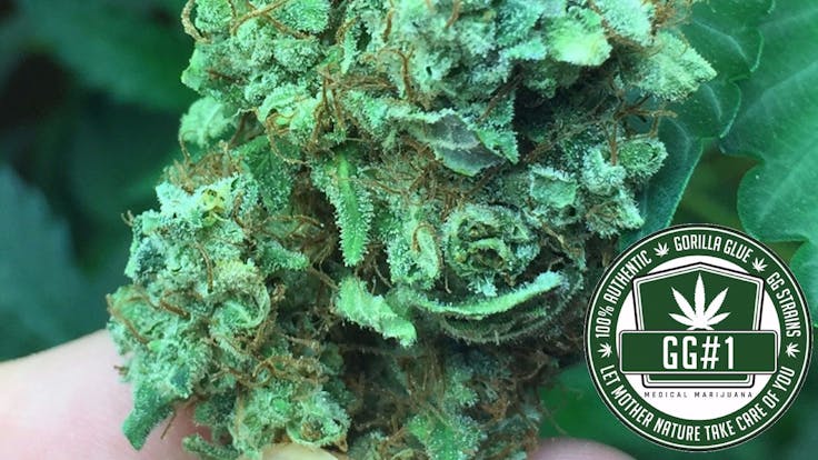 Sister Glue (GG1) fka Gorilla Glue 1