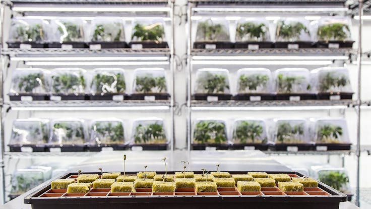 Carmel - Ontario - Pheno Hunt