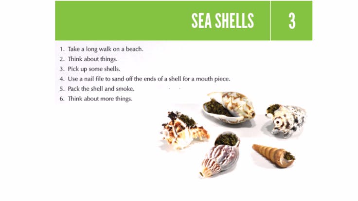 Sea shells