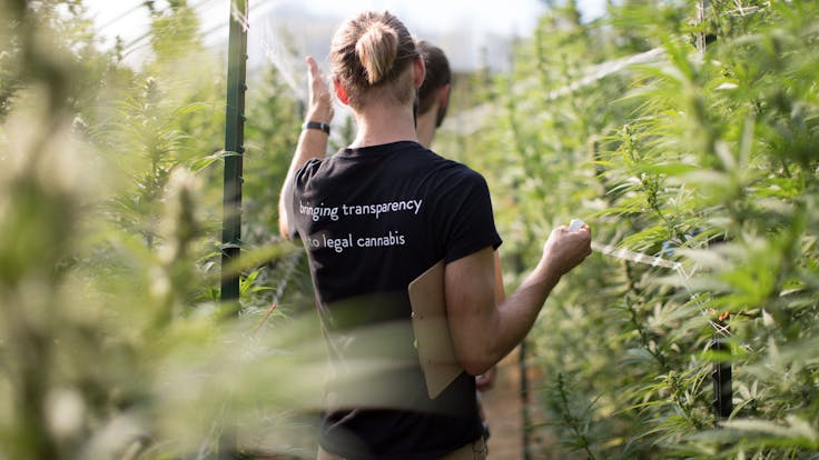 Aaron Howard, our master grower, giving orders in the greenhouse while inspecting the Llama Kush.