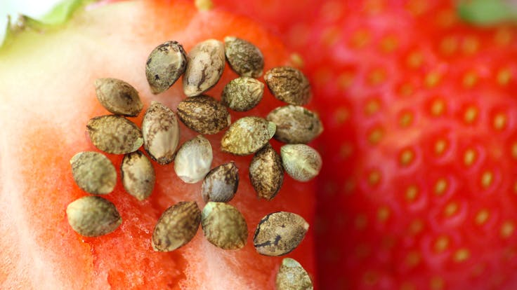 New Strains And Modernized Classics Available In Our Webshop