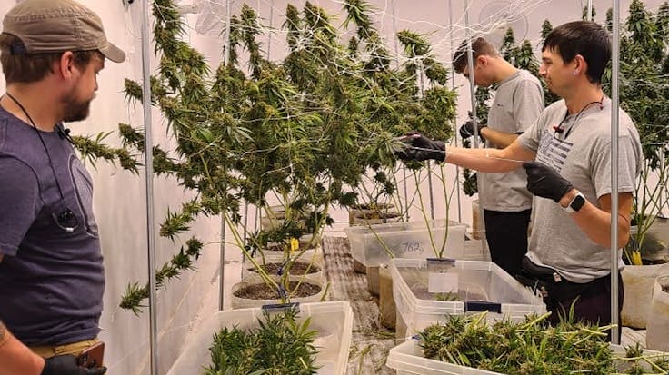 Cultivation Department Hard at it!