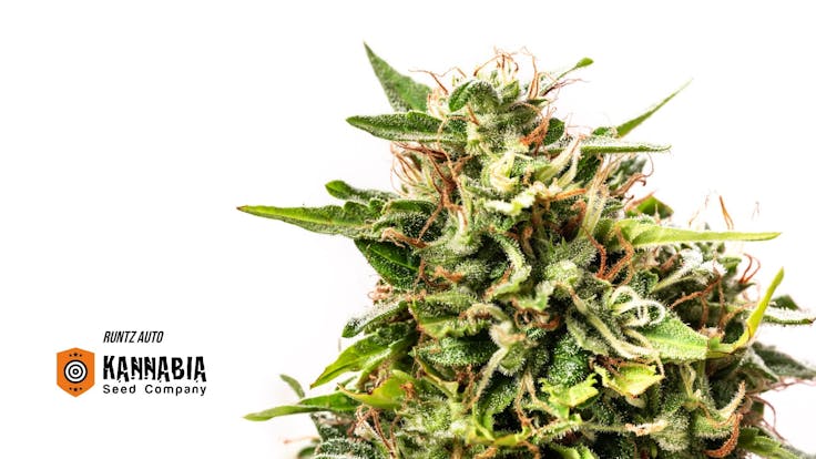 Runtz Auto: captivate the senses with exquisite nuances and emotions that rise to new heights.