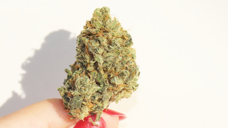 Premium Quality CBD Hemp