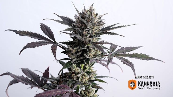 A small but powerful plant whose crop will meet your expectations at the time of year you need it.