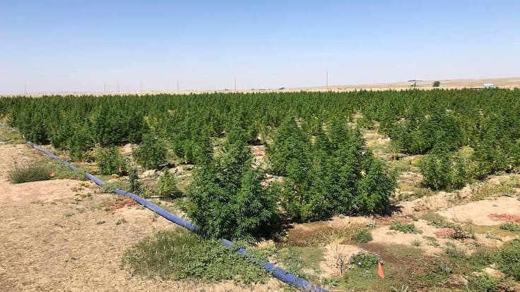 Hemp as far as the eye can see!