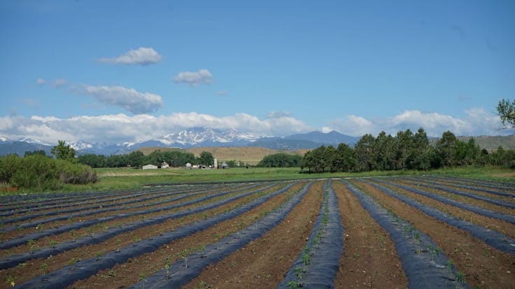 Seedlings, early during the grow season. Our products are grown near Longmont, Colorado.