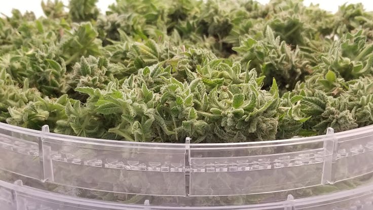 Trays have removable bottoms to fit both large and small buds.