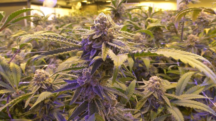 We take pride in our deep roots as core pioneers of our industry.