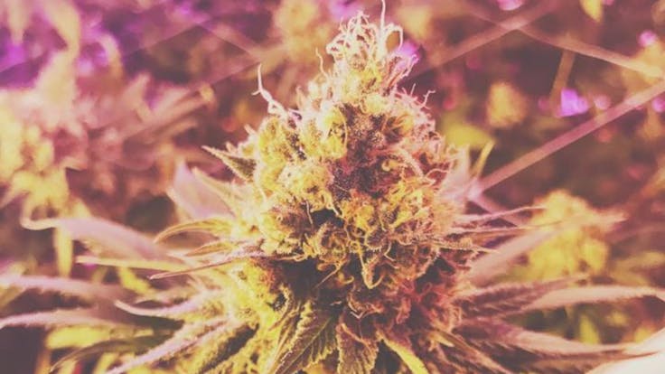 Got some more Chocolate Chunk just about ready to come down here shortly!