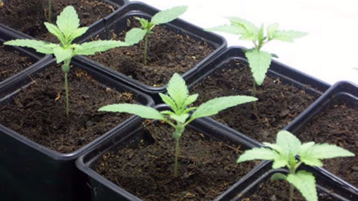 No Auto Flowering or Feminized Seeds