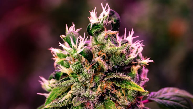 Orange Fruity Pebbles blooming baby!