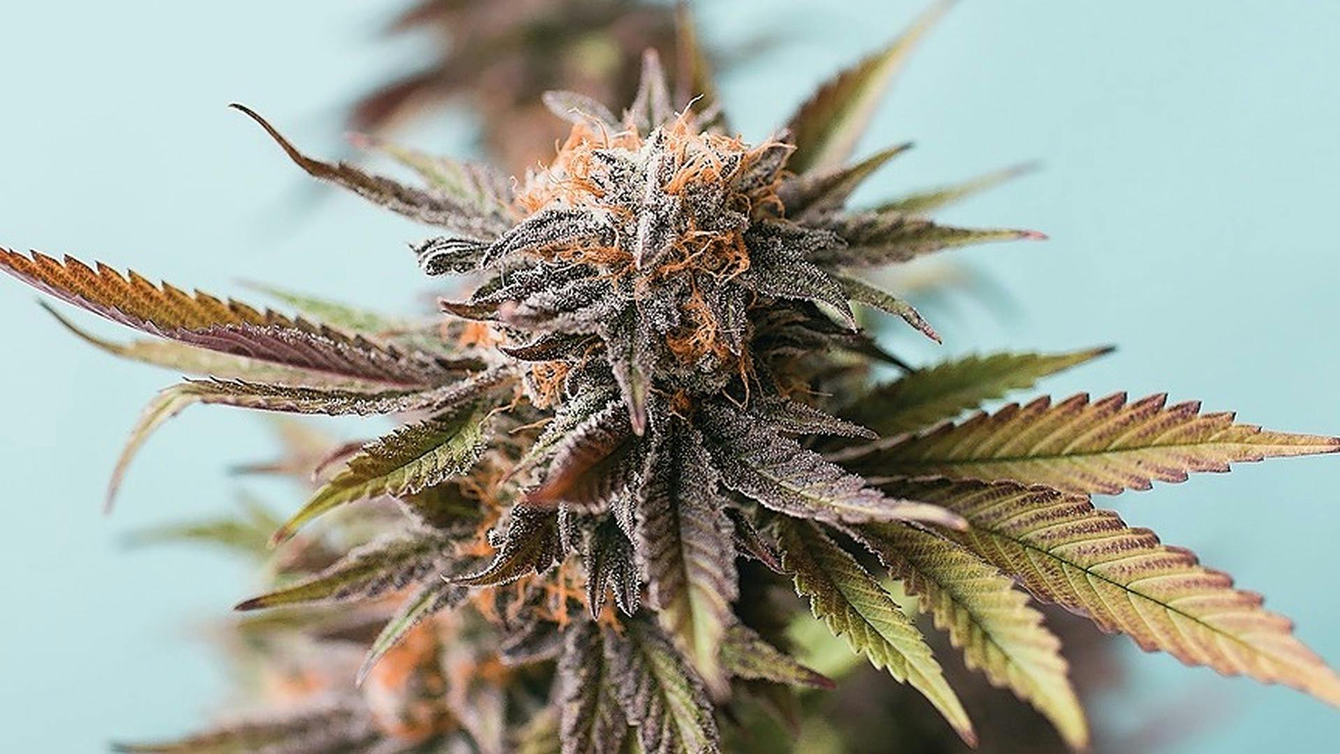 Kings Garden The Higher Standard Leafly