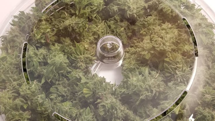 HerbsNOW can hold up to 6oz. of dried product.