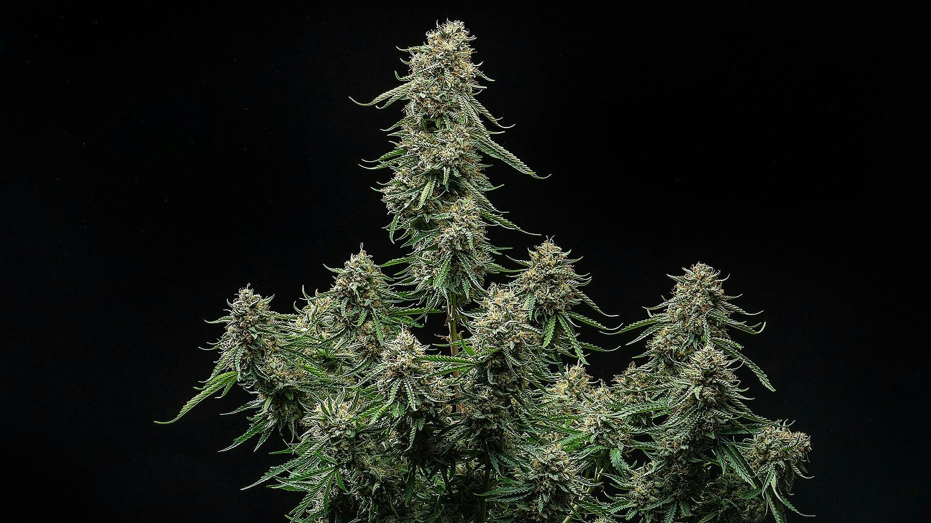 Atlas Seed Cannabis Bred for Agriculture. Bred by farmers for farmers