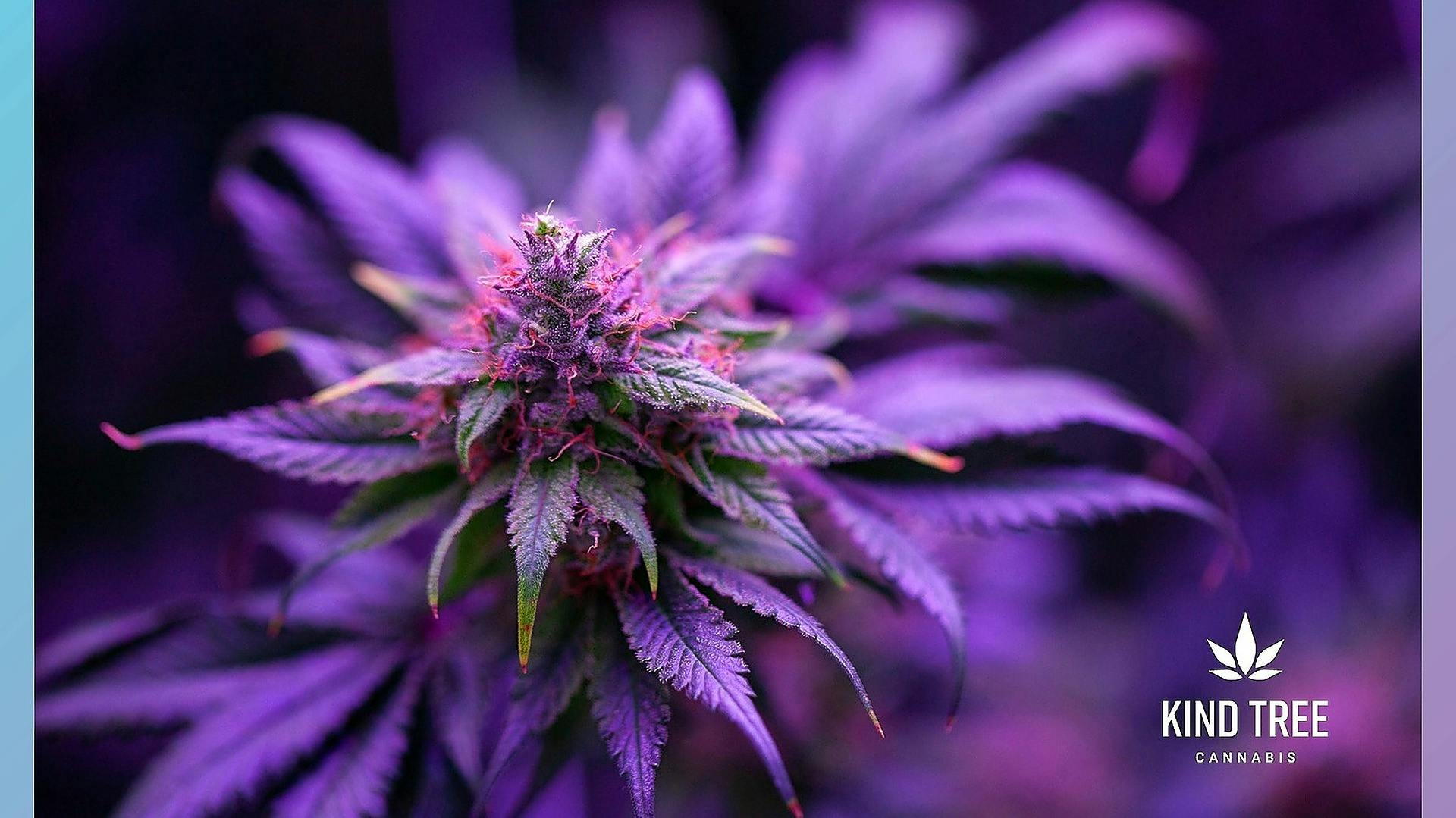 Kind Tree Cannabis Cannabis for a KIND new world. Leafly