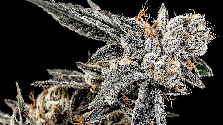 Elev8 Seeds: Gelato Punch (Gelato #33 x Purple Punch)