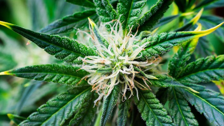 Learn how to grow Biscotti Strain at Cannabis Training University.
Grow your own cannabis with CTU!