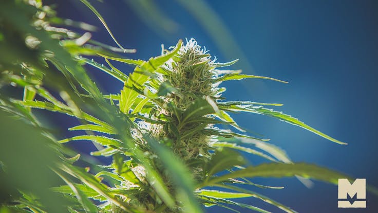 A beautiful Lemon Kush embodies it's name with bright citrus tones and an uplifting onset.