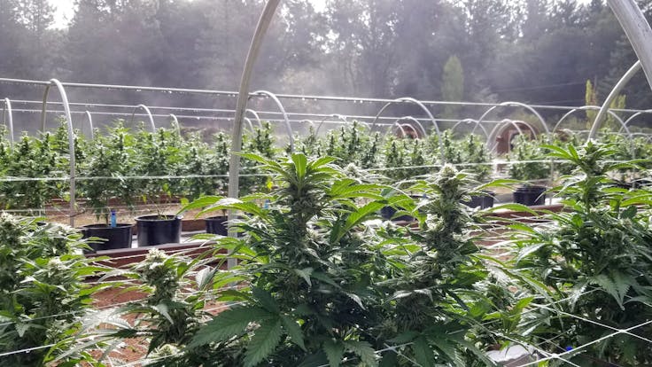 Fall mornings on the farm.