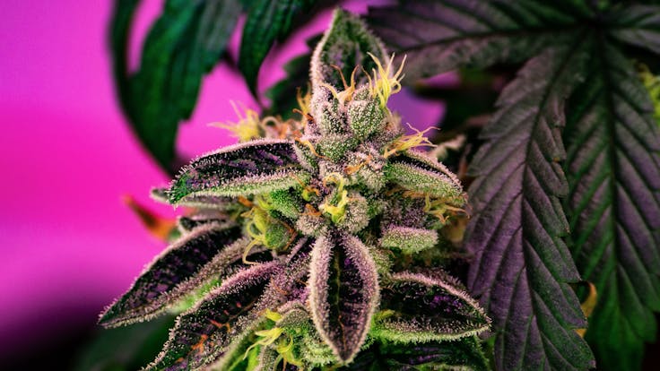 Girl Scout Cookies, almost ready to take home!